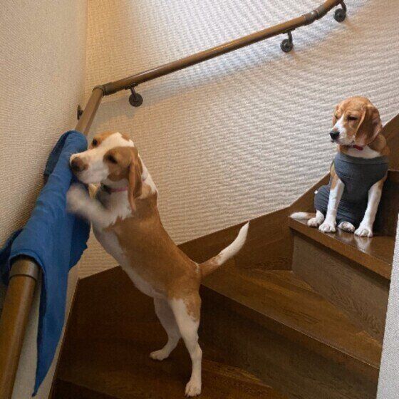ビーグル　ムー＆メグ　階段