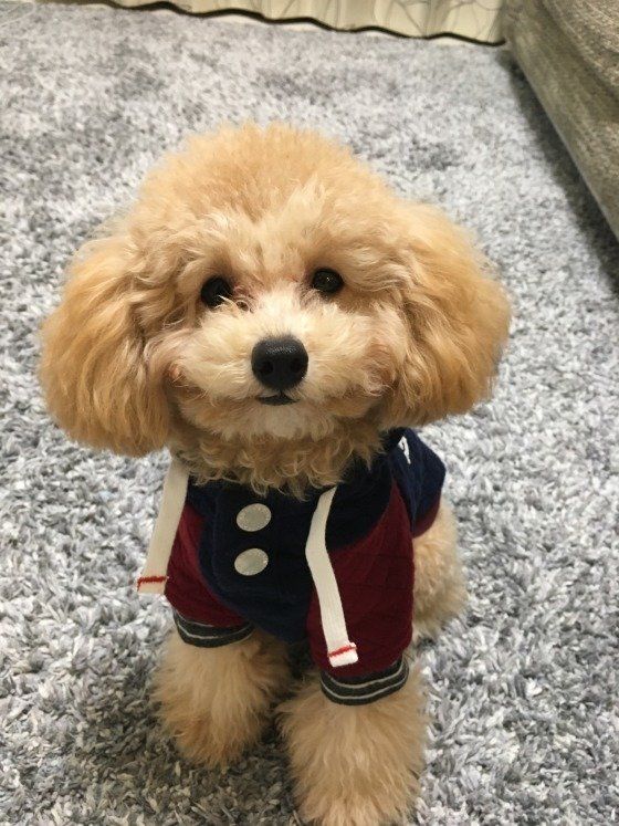 おやつを待っているエンジ色の服着たトイ・プードル