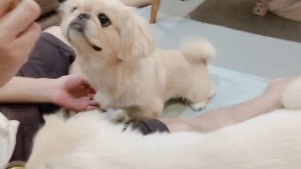 おやつタイムのペキニーズ