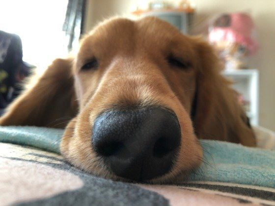 うっとり顔のカニーンヘン・ダックスフンド