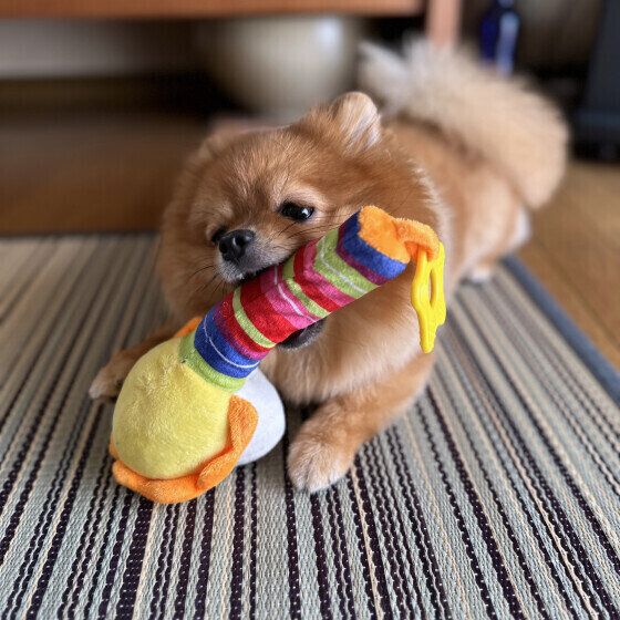 新しいおもちゃに喜ぶなっちゃん