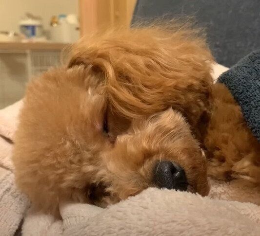 お昼寝中のもずくちゃん