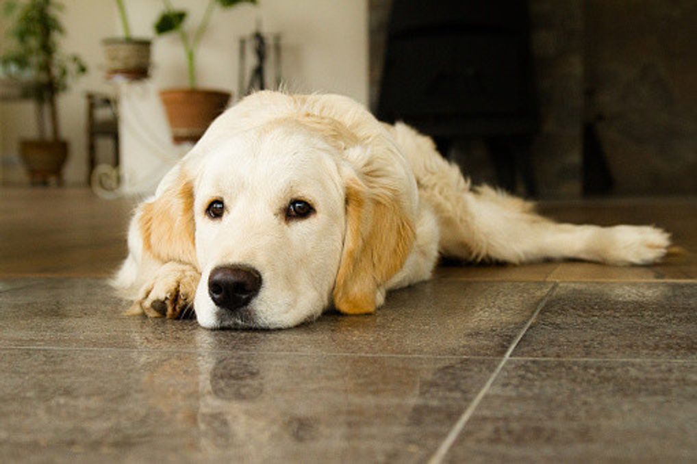 獣医師監修 犬のリンパ腫 その症状 抗がん剤治療とその費用は いぬのきもちweb Magazine 獣医師監修 犬のリンパ腫 その症状 抗がん剤治療とその費用は いぬのきもちweb Magazine