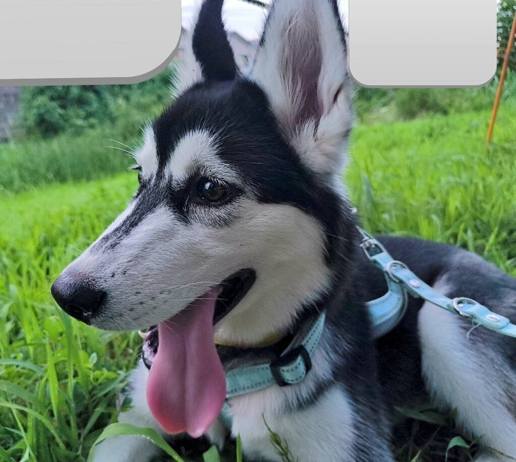 生後5カ月のころに撮影したサンちゃん