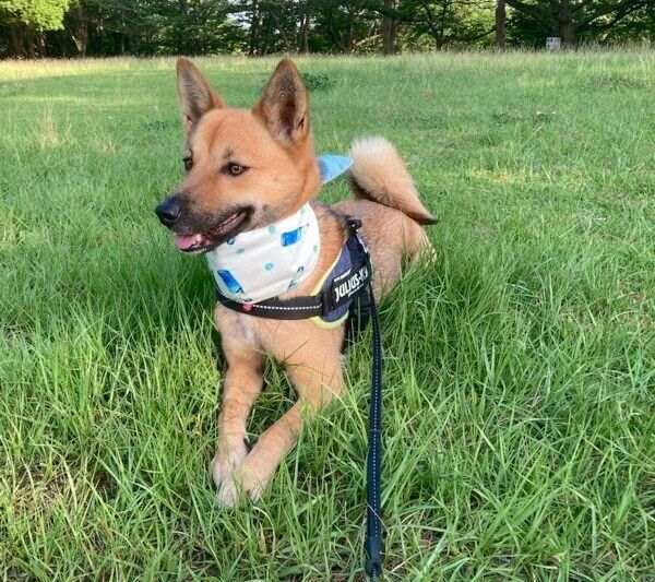 公園が好きないのちゃん