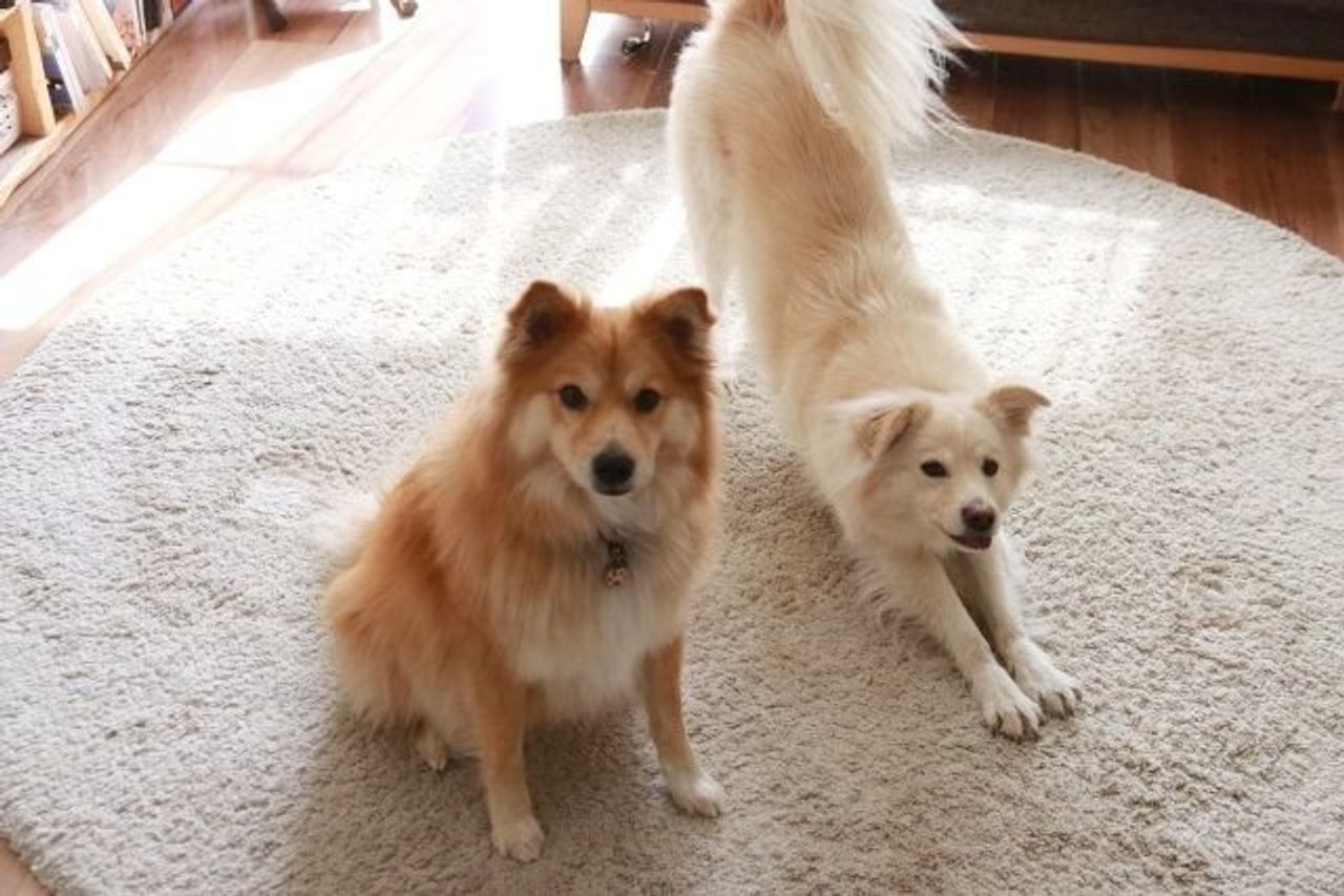 大吉へのある疑念 穴澤賢の犬のはなし いぬのきもちweb Magazine 大吉へのある疑念 穴澤賢の犬のはなし いぬのきもちweb Magazine