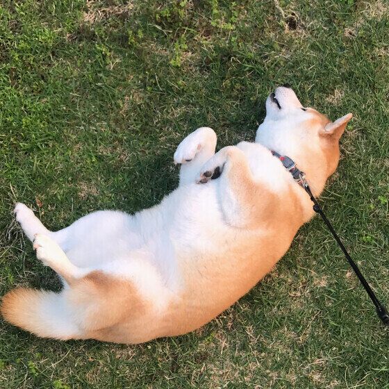 犬のココアちゃん