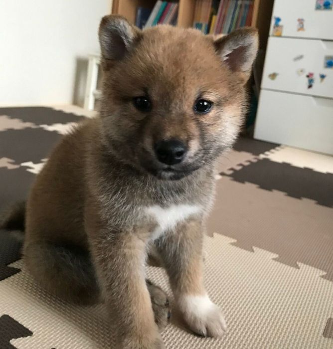 お迎え当時のこむぎくん