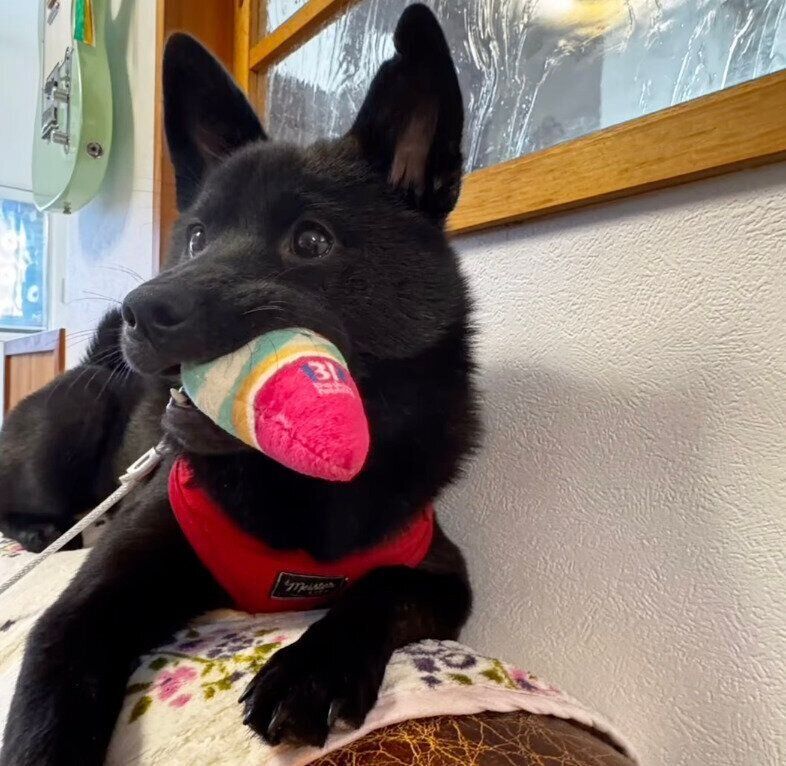 おもちゃをくわえるくろだちゃん