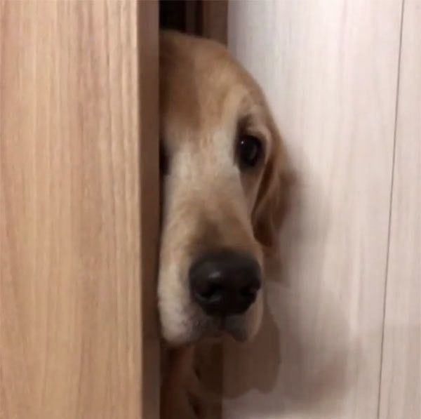 見つめるゴールデン・レトリーバー