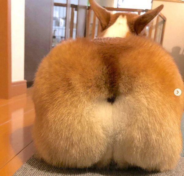 ぷりけつが復活したレグルスくん