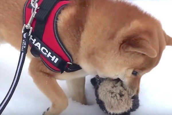 雪道ではしゃぐ柴犬
