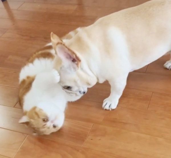 フレンチブル・ドッグとエキゾチックショートヘア