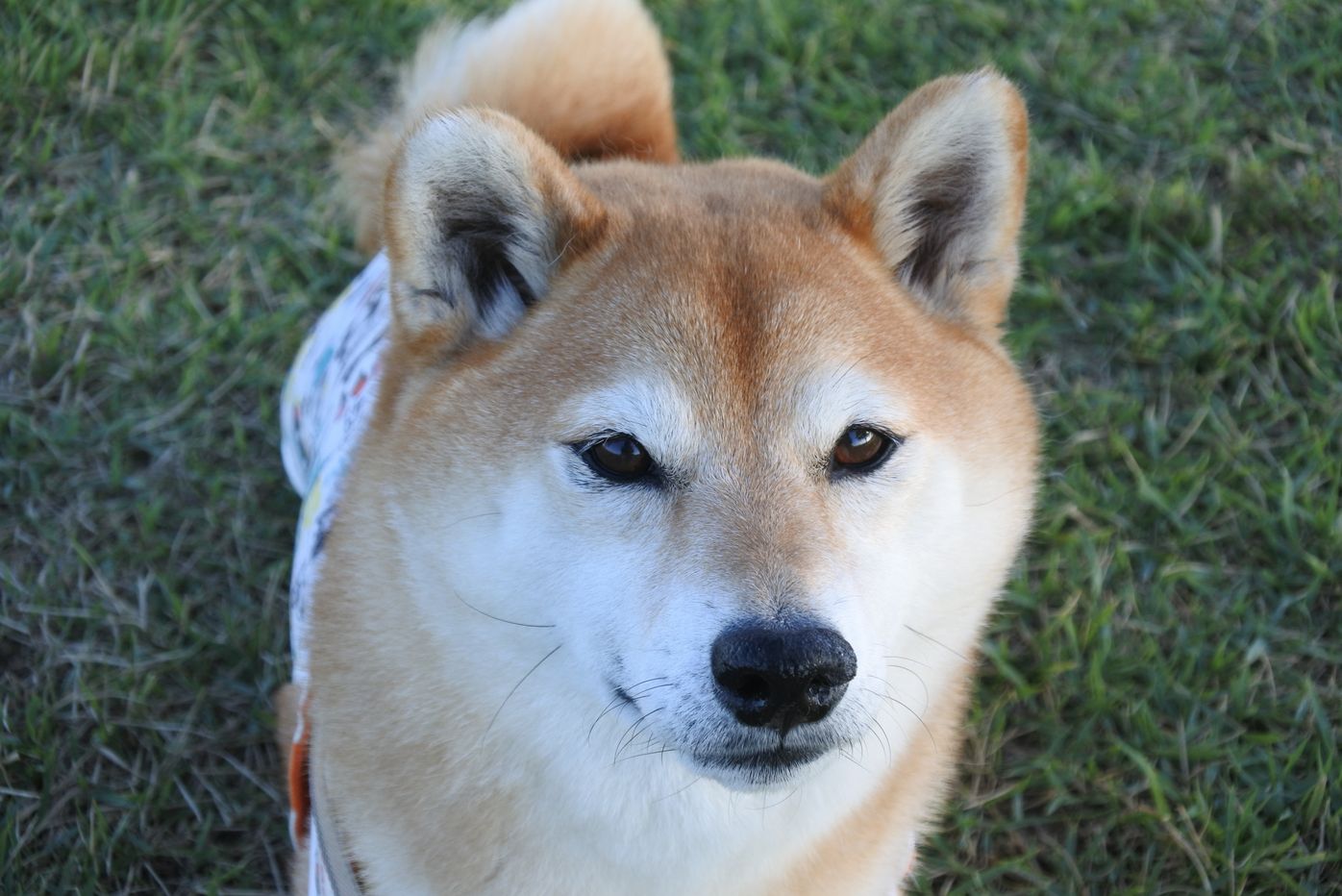 犬に霊感はある なし 柴犬マロたんに見えたものとは いぬのきもちweb Magazine 犬に霊感はある なし 柴犬マロたんに見えたものとは いぬのきもちweb Magazine