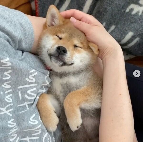 眠るむぎちゃん