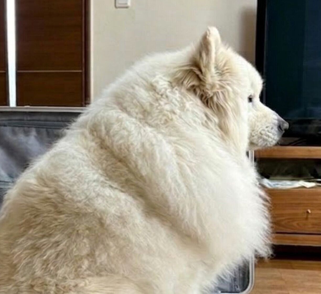 スーツケースの中に入るサニーくん