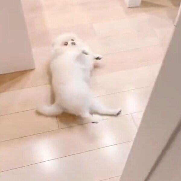 ドアを開けて入ってきた飼い主さんに気づくアポちゃん