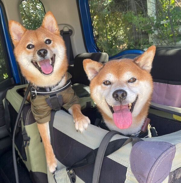 お出かけを楽しむサクくん、リクくん