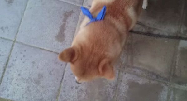 ご主人が大好きな柴犬