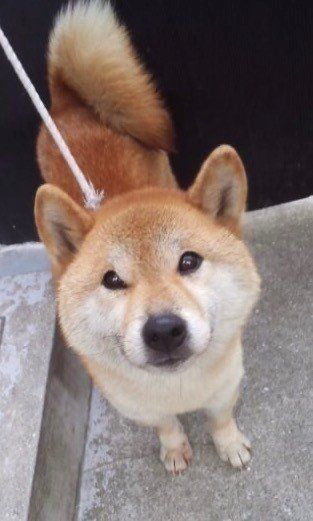 初音カメラ目線