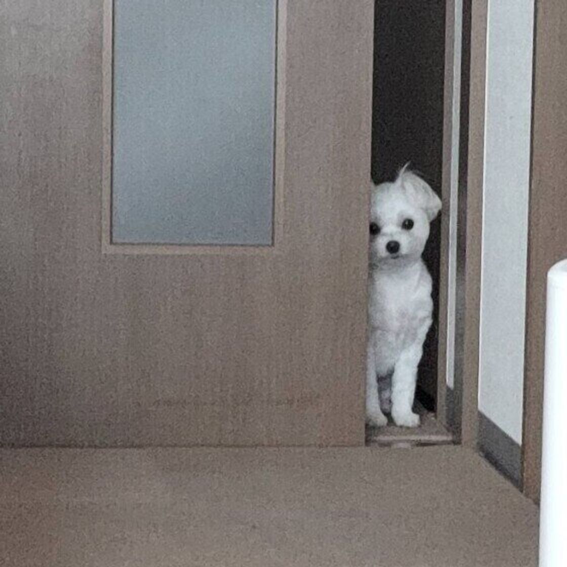 こっそりと熱い視線で人を観察している 物陰や遠くからのぞく犬の心理とは いぬのきもちweb Magazine こっそりと熱い視線で人を観察している 物陰や遠くからのぞく犬の心理とは いぬのきもちweb Magazine
