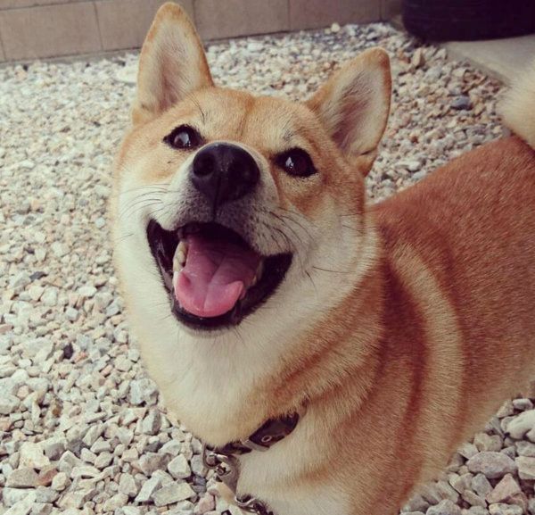 笑顔が素敵な柴犬