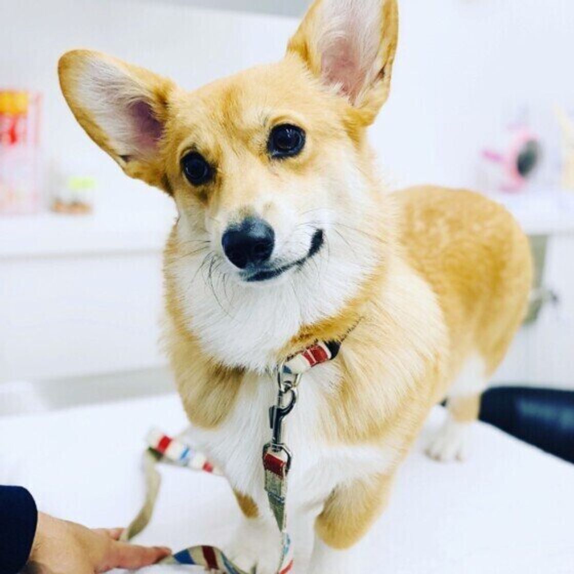 獣医師監修 犬の脳腫瘍とは 症状 診断法 治療法などについて解説 いぬのきもちweb Magazine 獣医師監修 犬の脳腫瘍とは 症状 診断法 治療法などについて解説 いぬのきもちweb Magazine