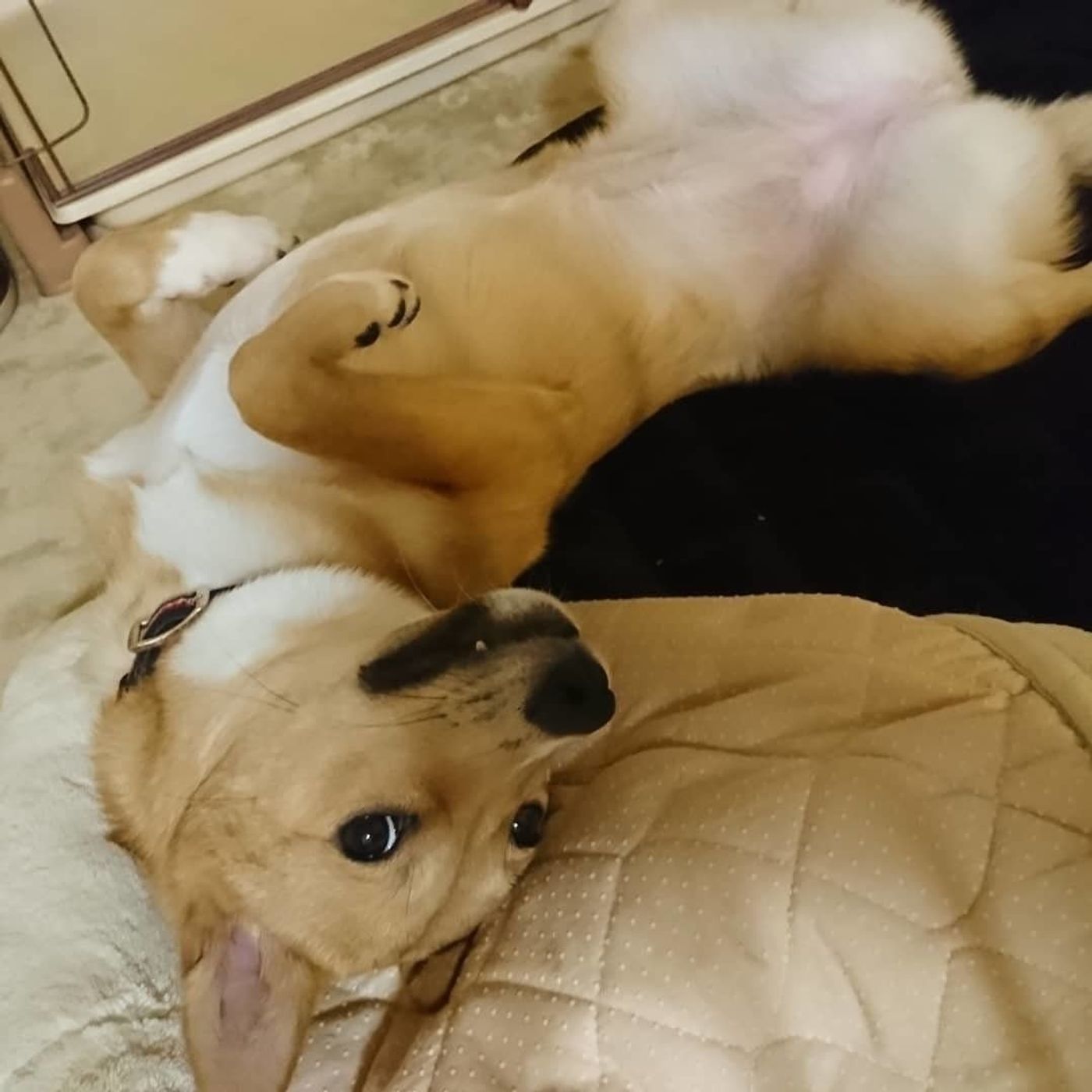 うらめしや 犬が 幽霊ポーズ をするときの心理は 獣医師監修 いぬのきもちweb Magazine うらめしや 犬が 幽霊ポーズ をするときの心理は 獣医師監修 いぬのきもちweb Magazine
