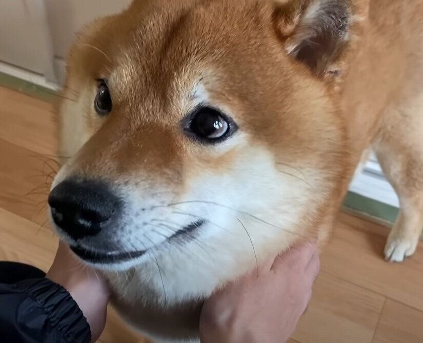 甘える犬