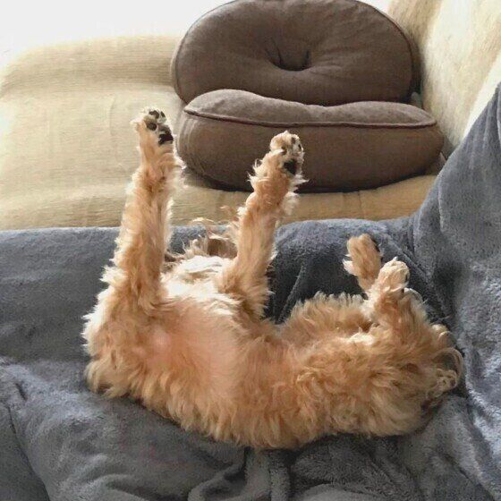 犬の「足ピーン」は可愛い仕草だけじゃない?病気やケガで起こることも いぬのきもち