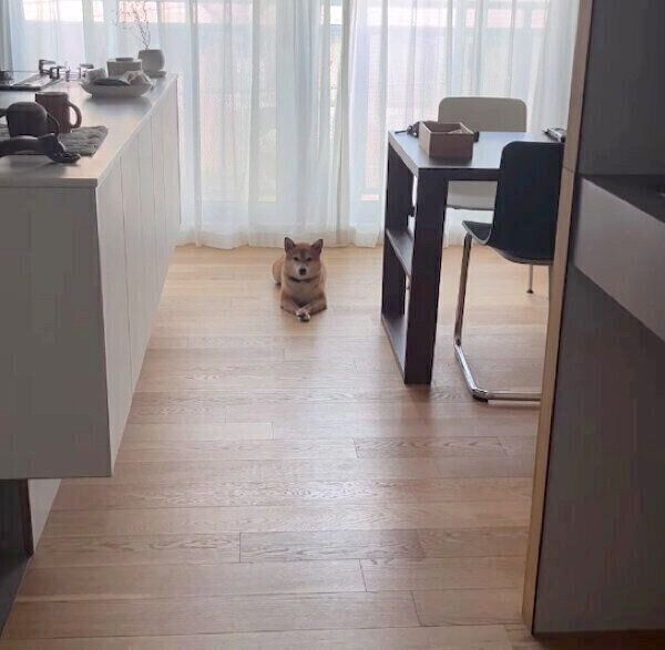 メイク中の飼い主さんを監視するあんこちゃん