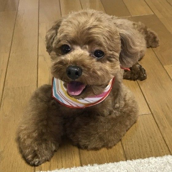 トリミング後のトイ・プードル