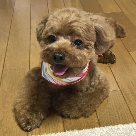 トリミング後のトイ・プードル