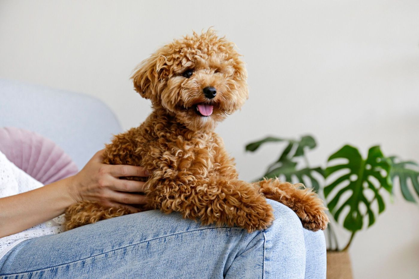 獣医師監修 老化と間違えがち 犬のクッシング症候群とは 原因や症状 治療法など いぬのきもちweb Magazine 獣医師監修 老化と間違えがち 犬のクッシング症候群とは 原因や症状 治療法など いぬのきもちweb Magazine