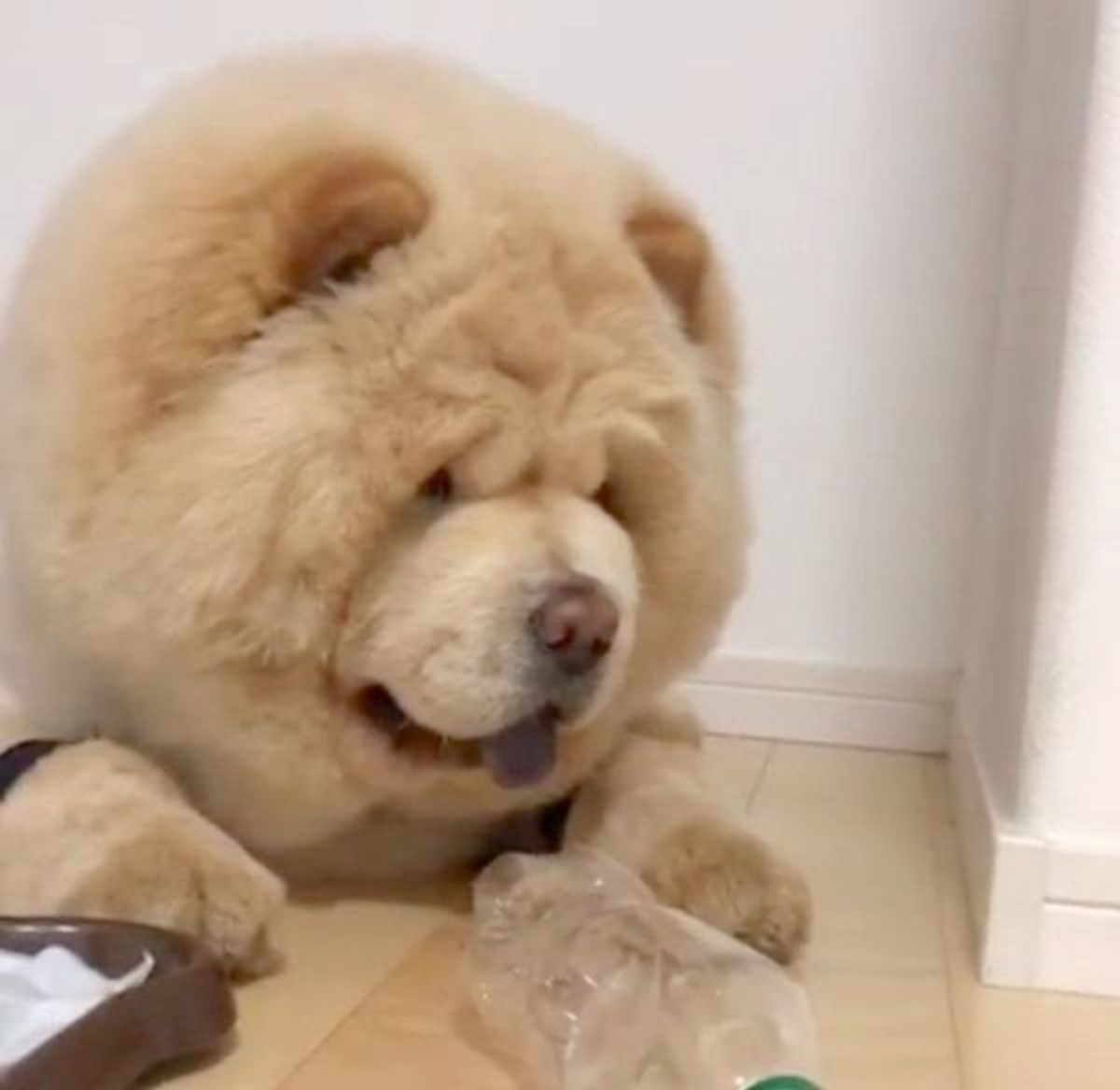 ボトルキャップチャレンジ に挑む犬 まさかの方法で見事成功 いぬのきもちweb Magazine ボトルキャップチャレンジ に挑む犬 まさかの方法で見事成功 いぬのきもちweb Magazine