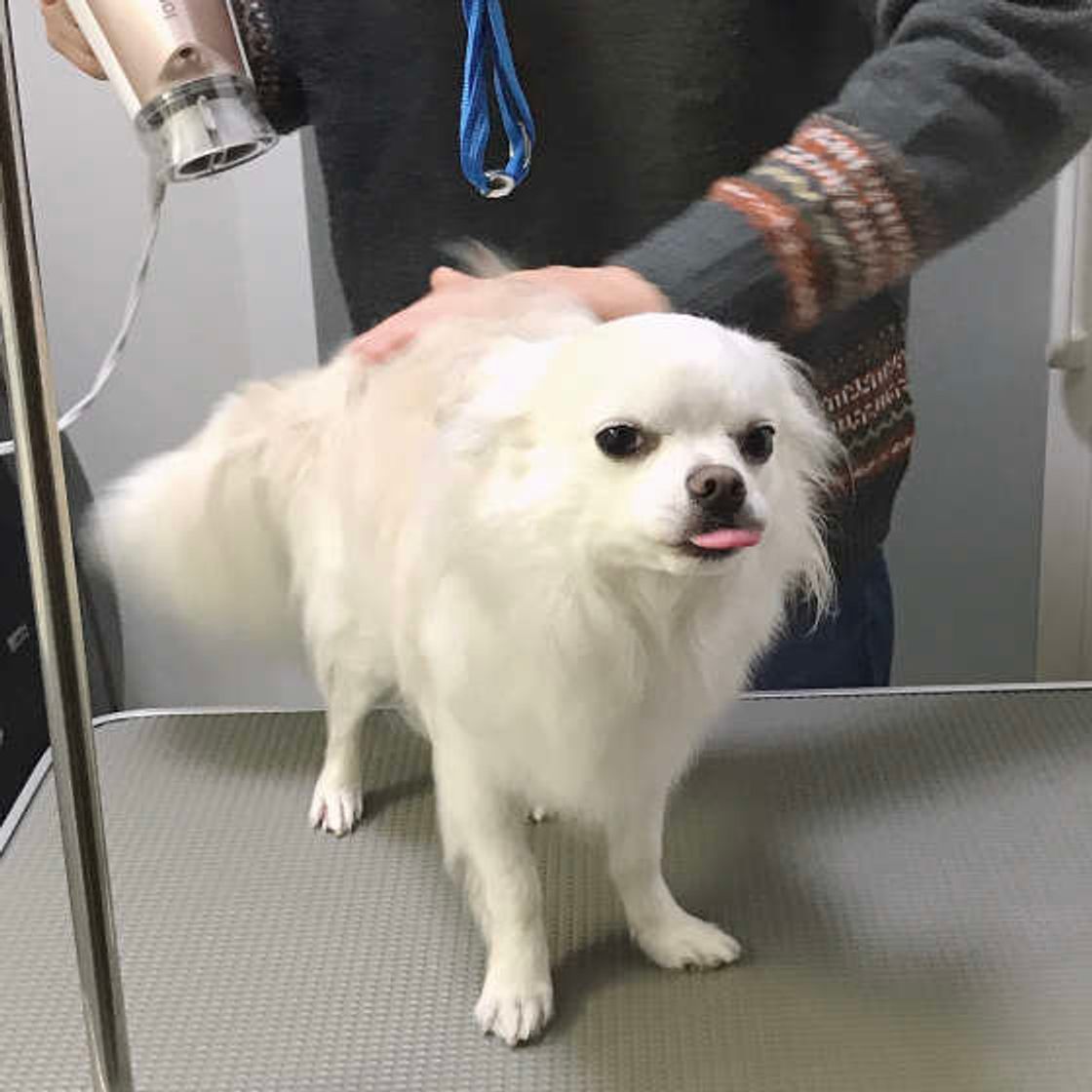 犬にドライヤーはよくないの シャンプー後のドライヤーの必要性 いぬのきもちweb Magazine 犬にドライヤーはよくないの シャンプー後のドライヤーの必要性 いぬのきもちweb Magazine