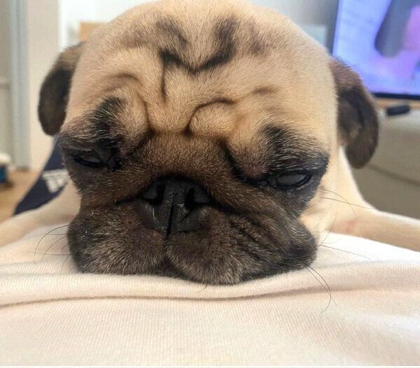 飼い主さんがゴロゴロしていると乗っかってくるむぎちゃん