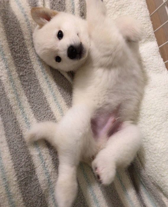 ヘソ天するもち吉くん