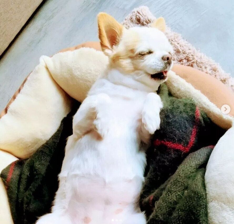 チワワの福ちゃん