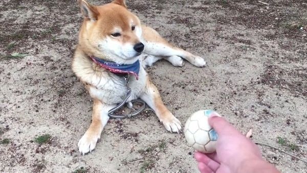 見てみぬふりをする柴犬