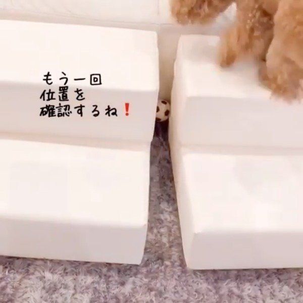 ここ掘れワンワンなトイ・プードル