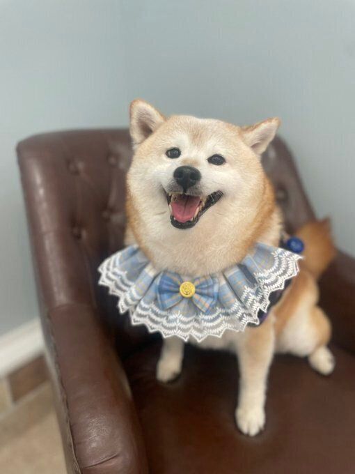 かわいい“笑顔”を見せてくれたはなちゃん