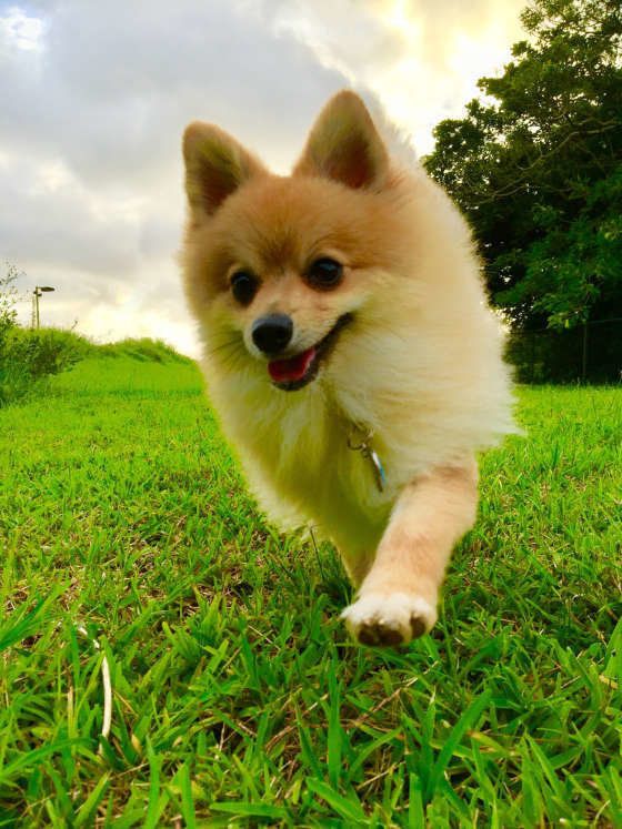 お散歩するポメラニアン