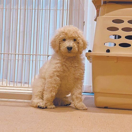 生後2カ月のマーリちゃん