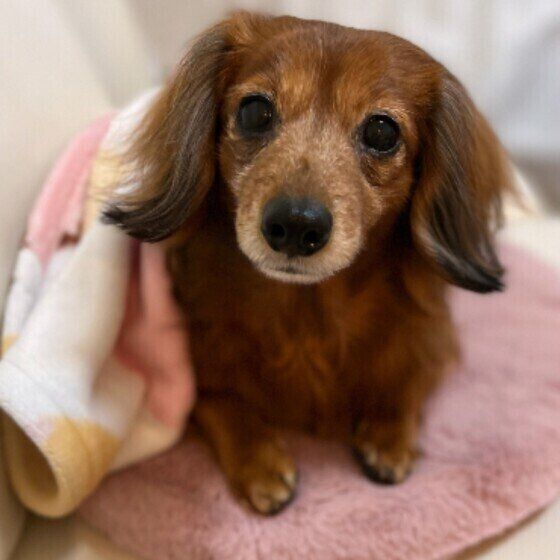 ピンクの毛布を被って健気な表情でカメラをじっと見つめる茶色いカニーンヘン・ダックスフンド