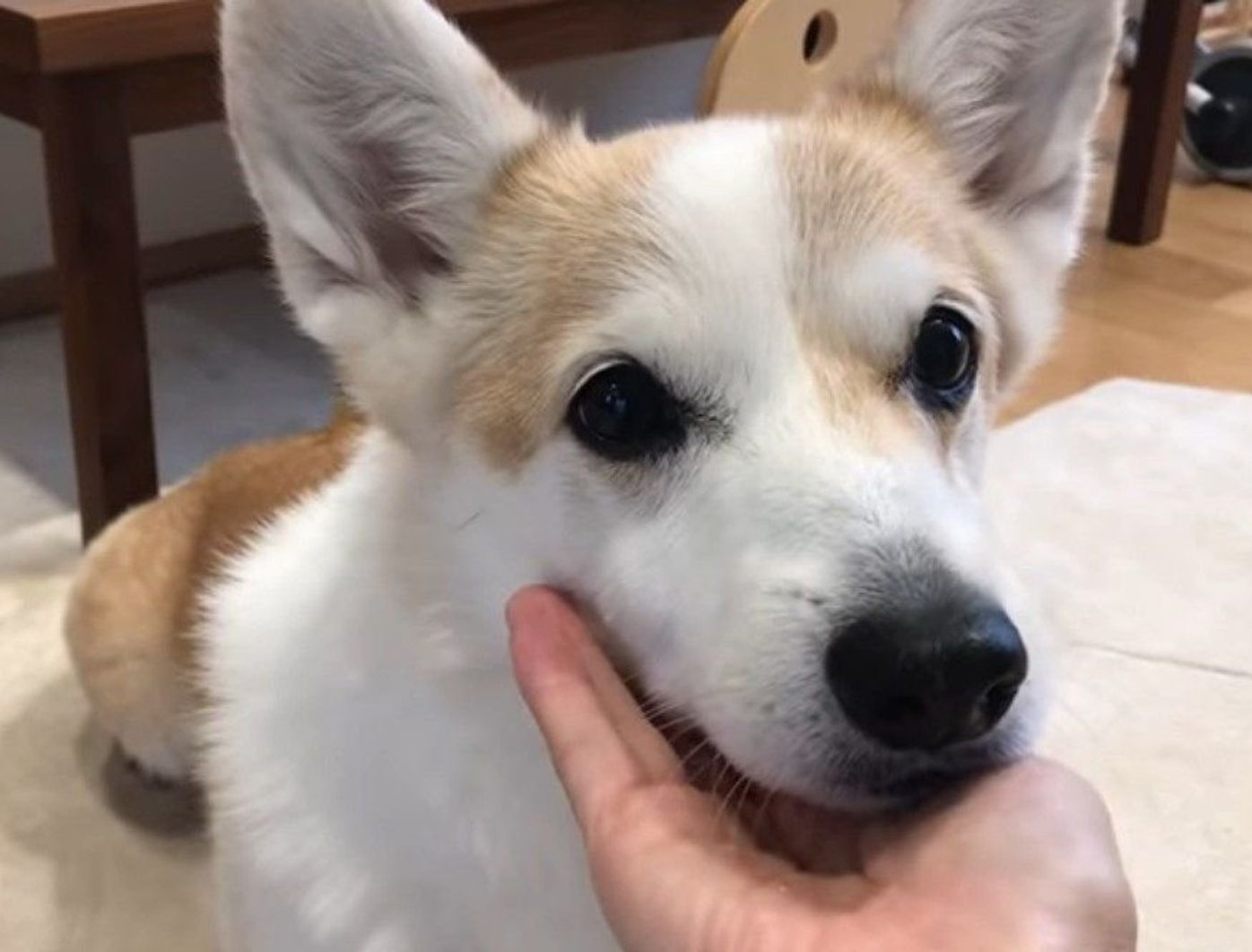 暇なコーギー犬 雨の日の意外な過ごし方は W いぬのきもちweb Magazine 暇なコーギー犬 雨の日の意外な過ごし方は W いぬのきもちweb Magazine