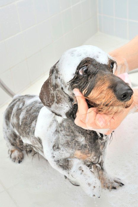 犬もお湯につかったほうが健康にいいの 効果 やり方とは いぬのきもちweb Magazine