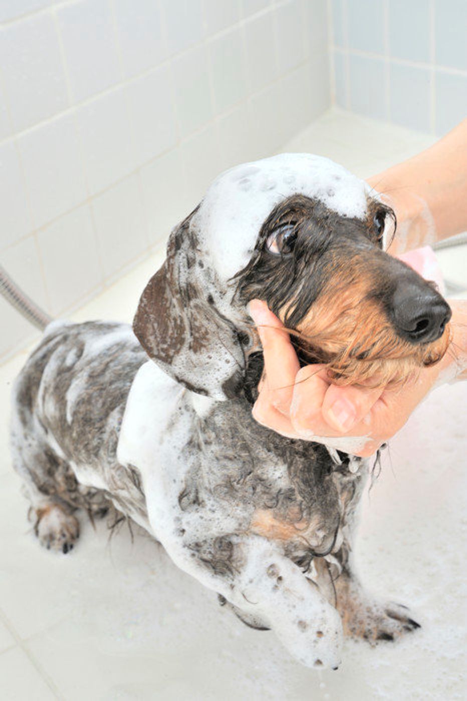 犬もお湯につかったほうが健康にいいの 効果 やり方とは いぬのきもちweb Magazine 犬もお湯につかったほうが健康にいいの 効果 やり方とは いぬのきもちweb Magazine