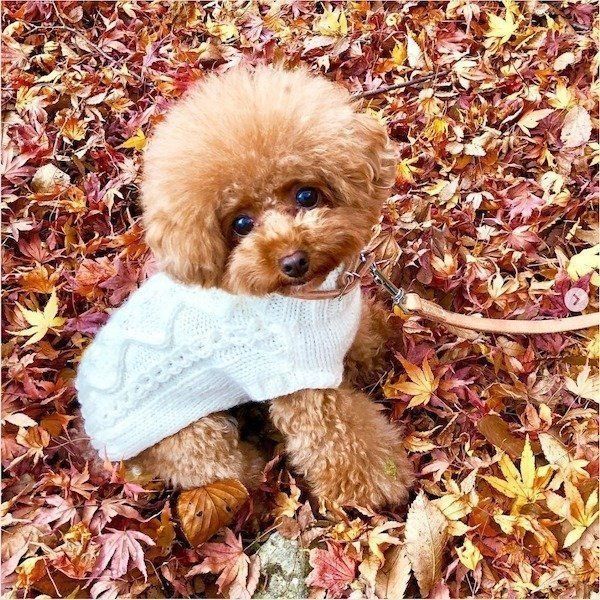 ピアノを弾くトイ・プードル