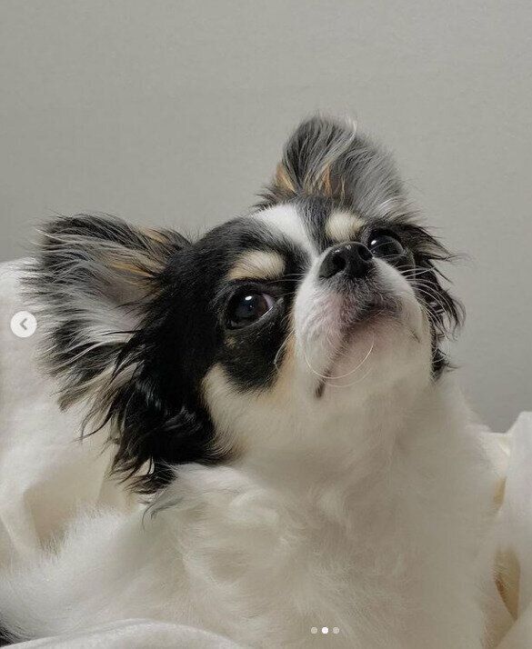 チワワのnicoちゃん